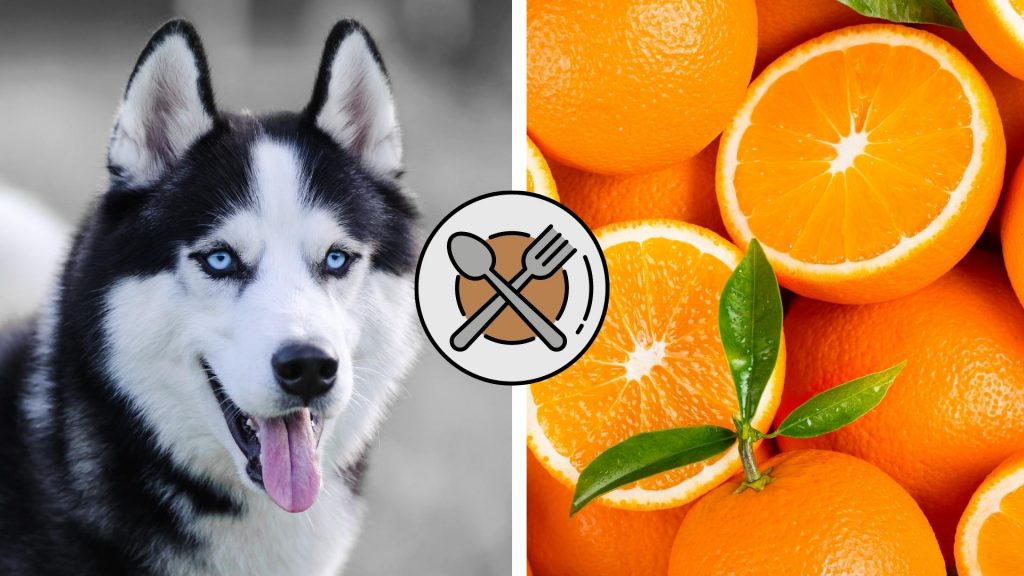 can huskies eat oranges