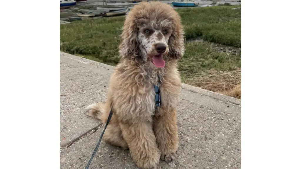 chocolate merle poodle