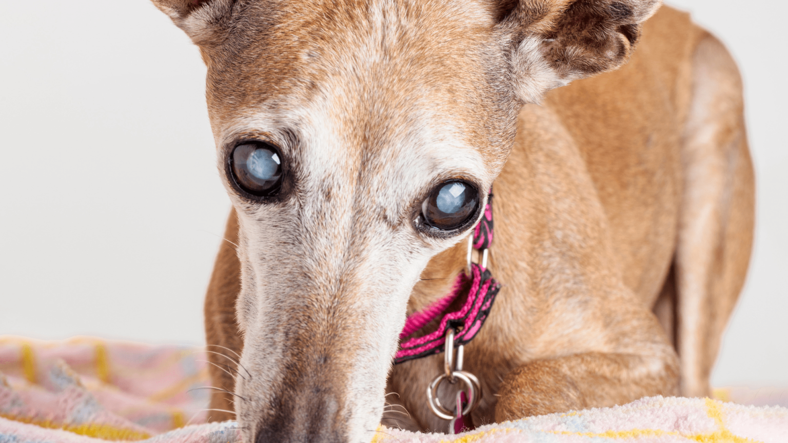 Brown Pigment In White Of Dog's Eye Is It Pigmentary Keratitis?