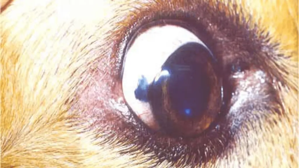 dog eye melanoma