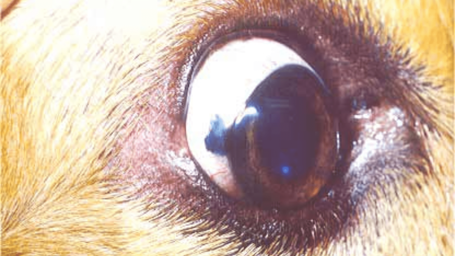Brown Pigment In White Of Dog's Eye Is It Pigmentary Keratitis?