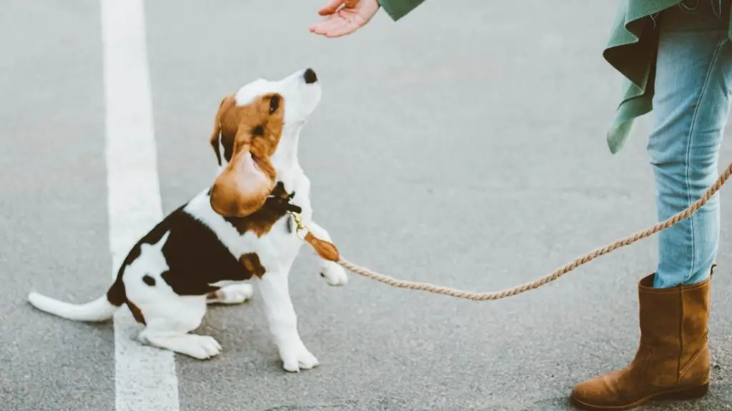 dog being trained