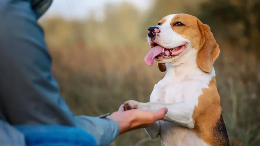 dog training