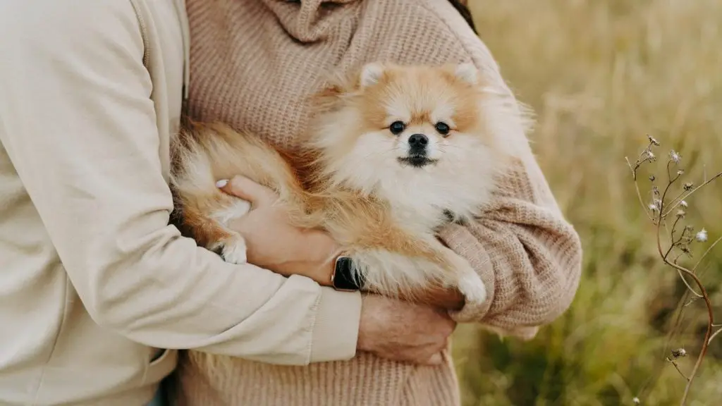 dog yelps when picked up under back legs