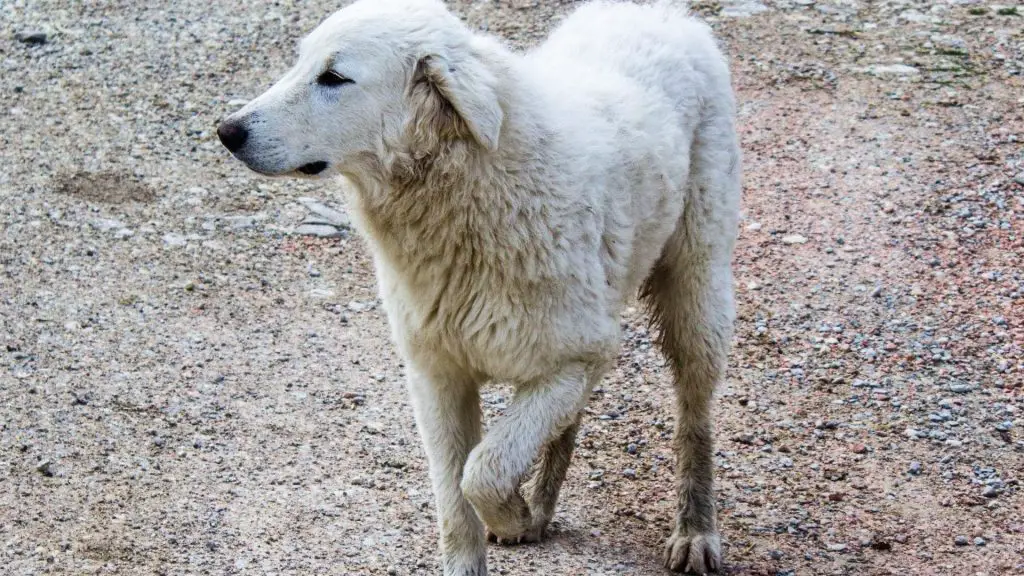 dog yelps when picked up under chest