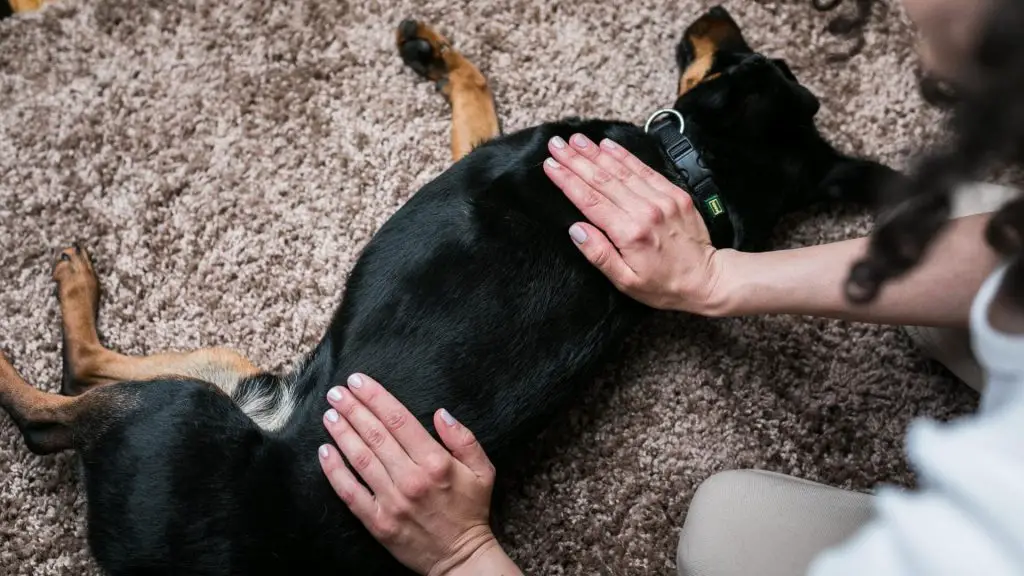 dog yelps when picked up under chest