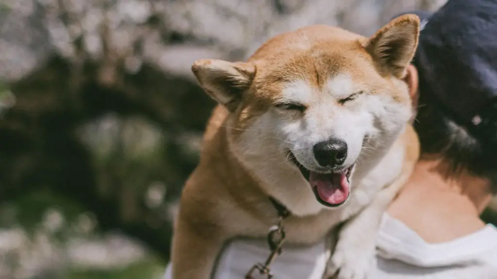 dog yelps when picked up under stomach