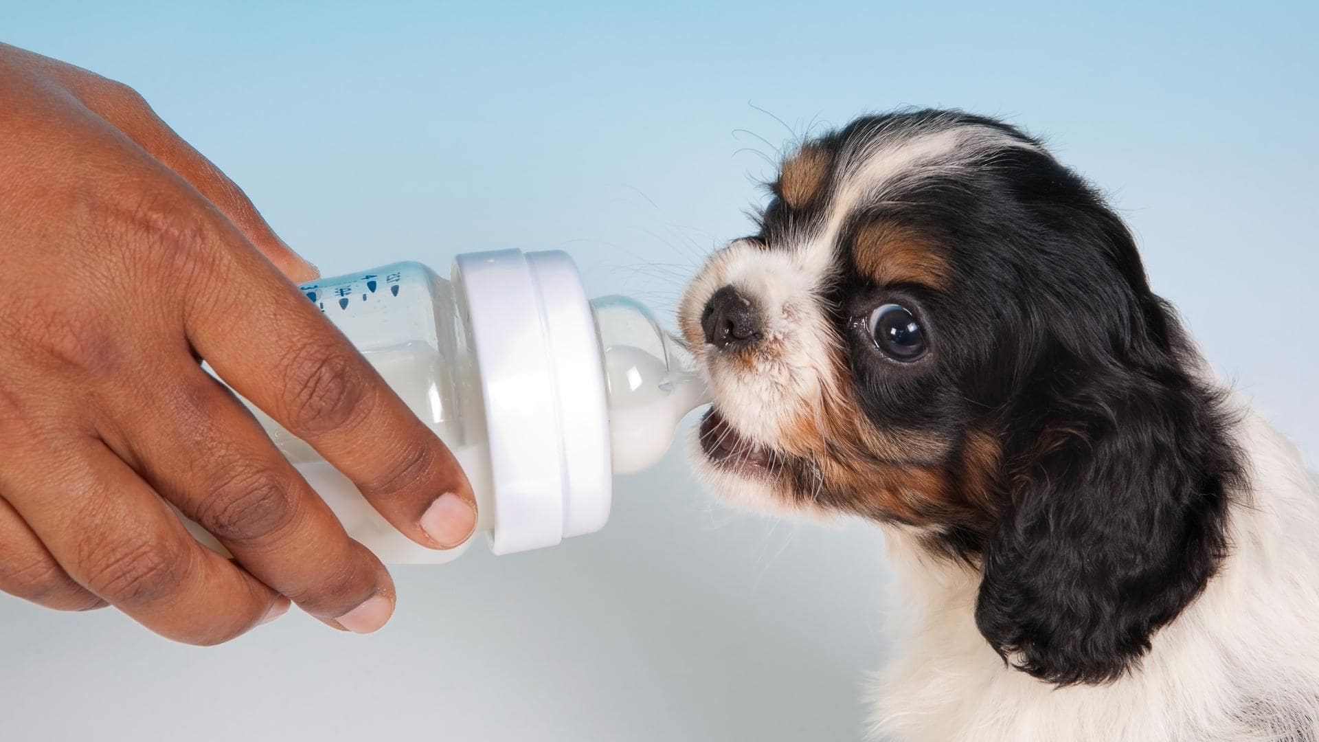 Ensure For Dogs Can Dogs Drink Ensure? (We Asked A Vet)