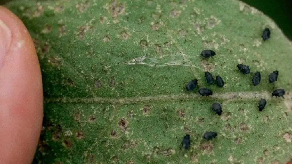 flea beetles on dog