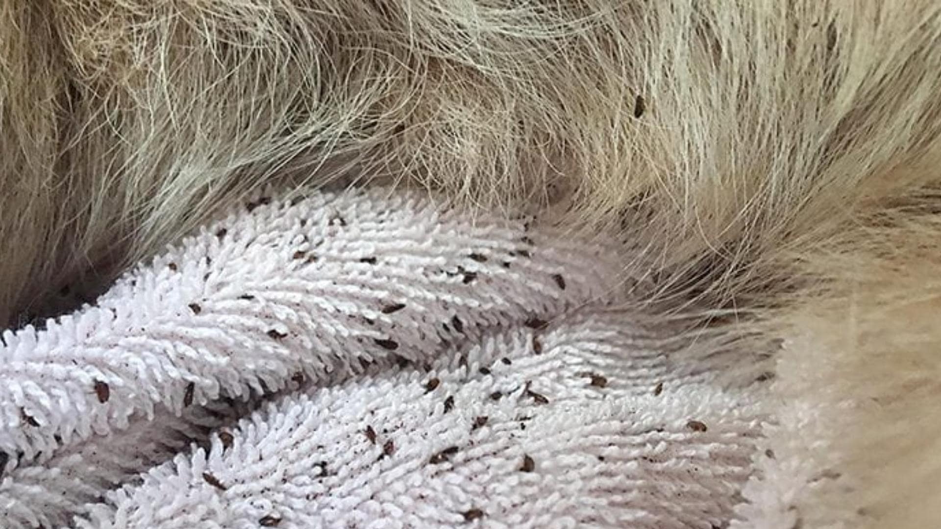 What Are These Tiny Black Bugs On My Dog 8 Possible Bugs   Fleas On Dogs Min 