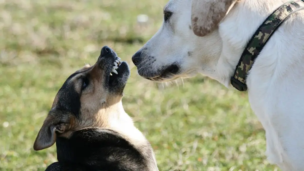 how to socialize an adult dog