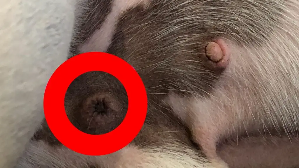 inverted dog nipples