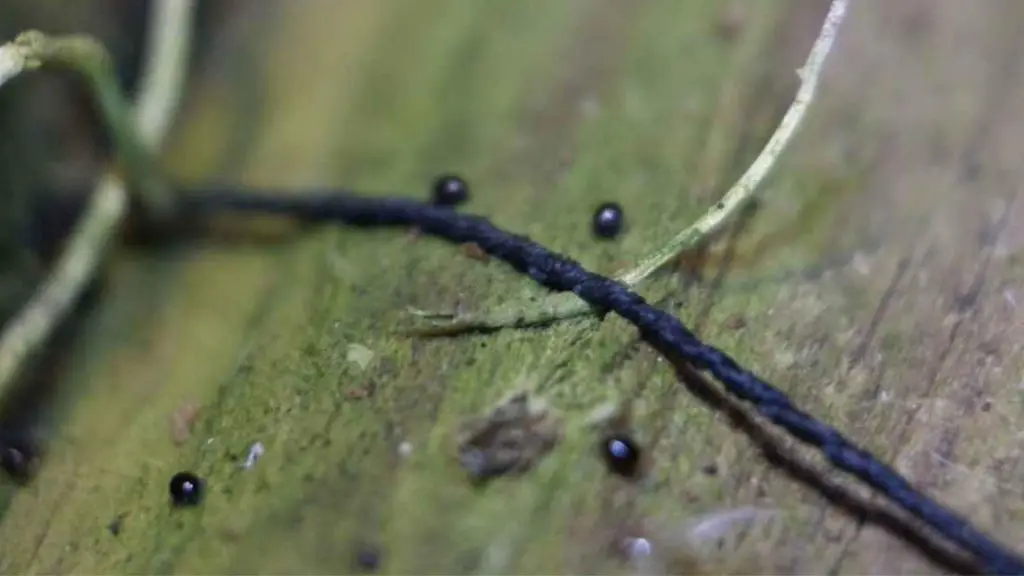 moss mites on dog