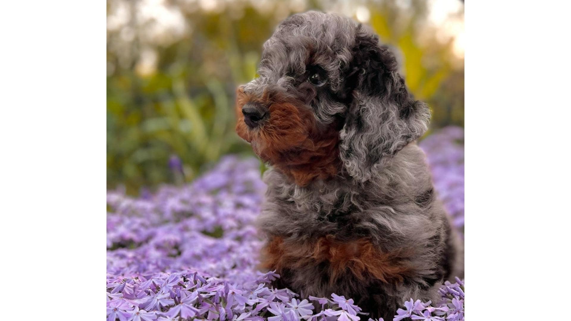 The Merle Poodle Everything You Need To Know