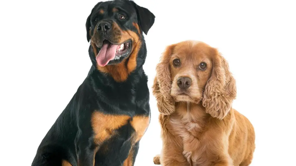 rottweiler and cocker spaniel