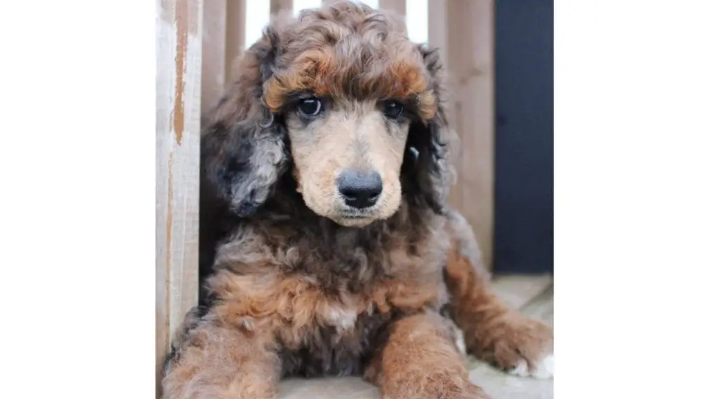 sable merle poodle