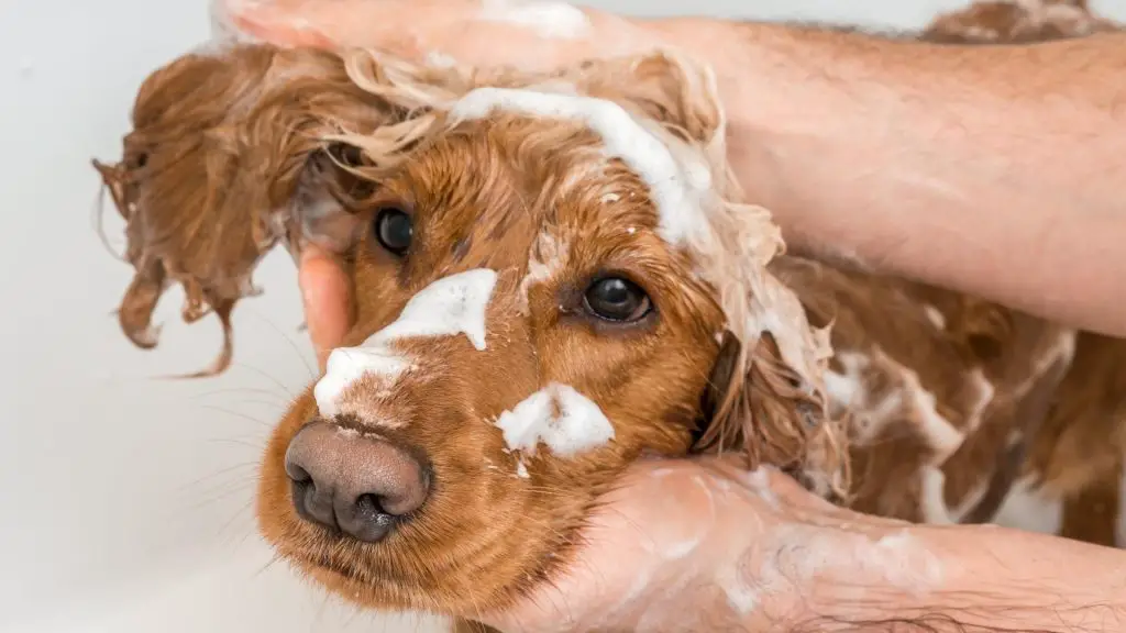 shampoo for dog blackheads