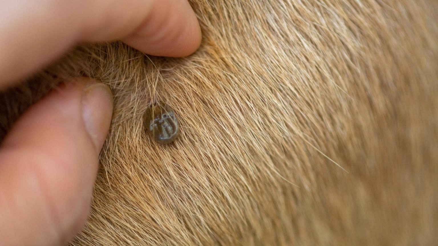 what-are-these-tiny-black-bugs-on-my-dog-8-possible-bugs