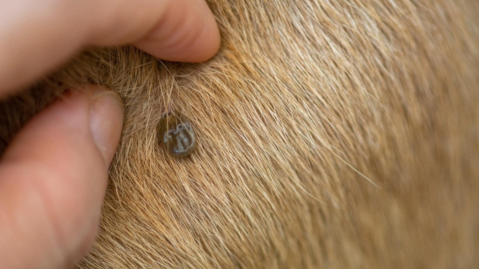 What Are These Tiny Black Bugs On My Dog? (8 Possible Bugs)