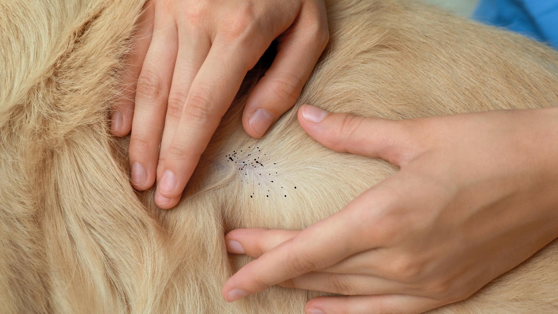 tiny black bugs on dog