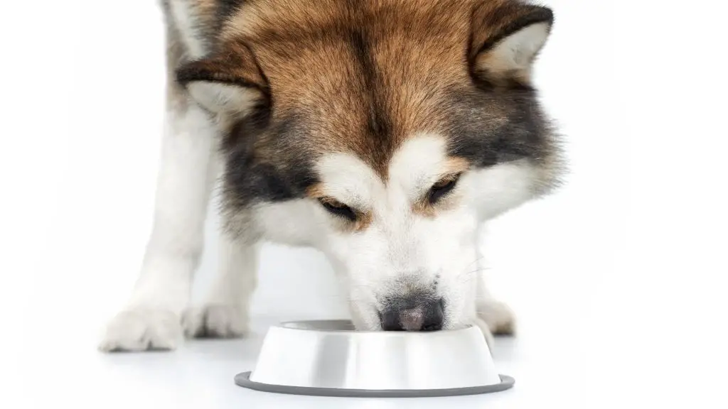 what do huskies eat