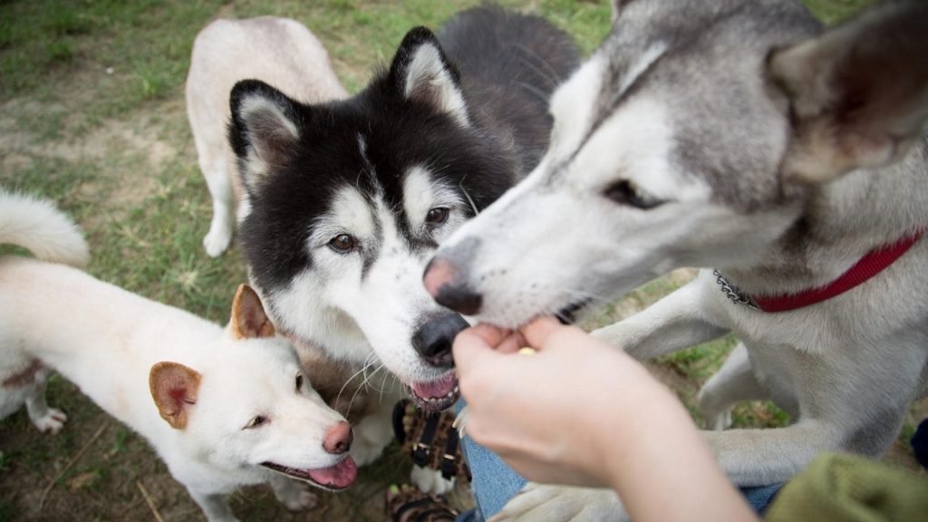 what do huskies eat naturally