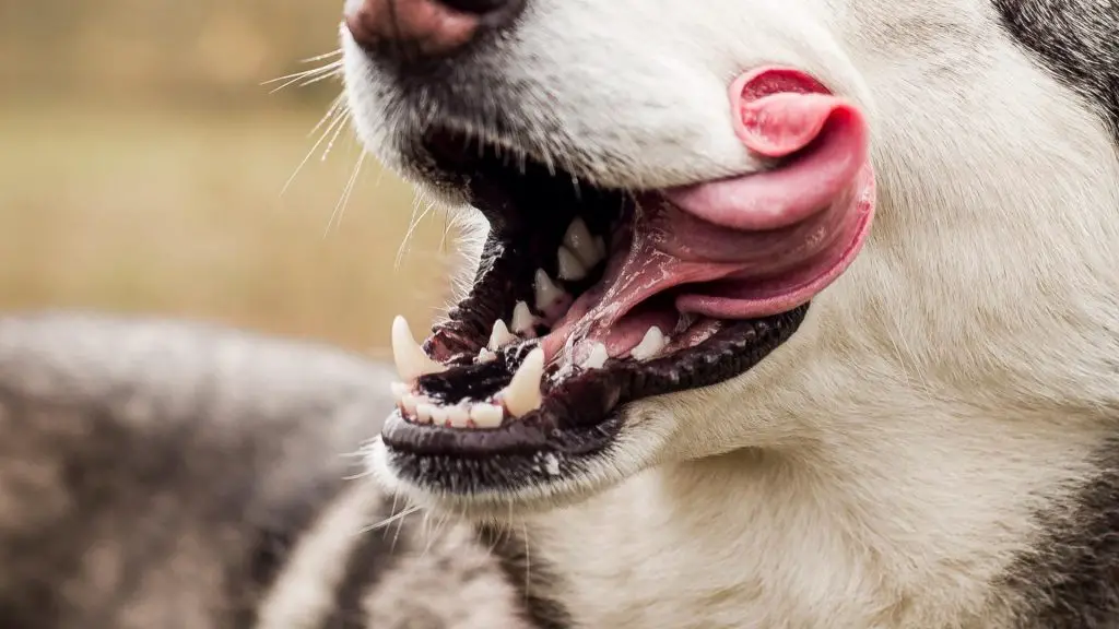 why are dogs lips black