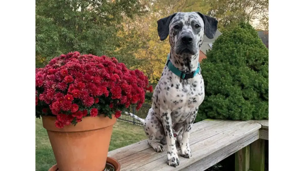 Dalmatian Pitbull Mix outside