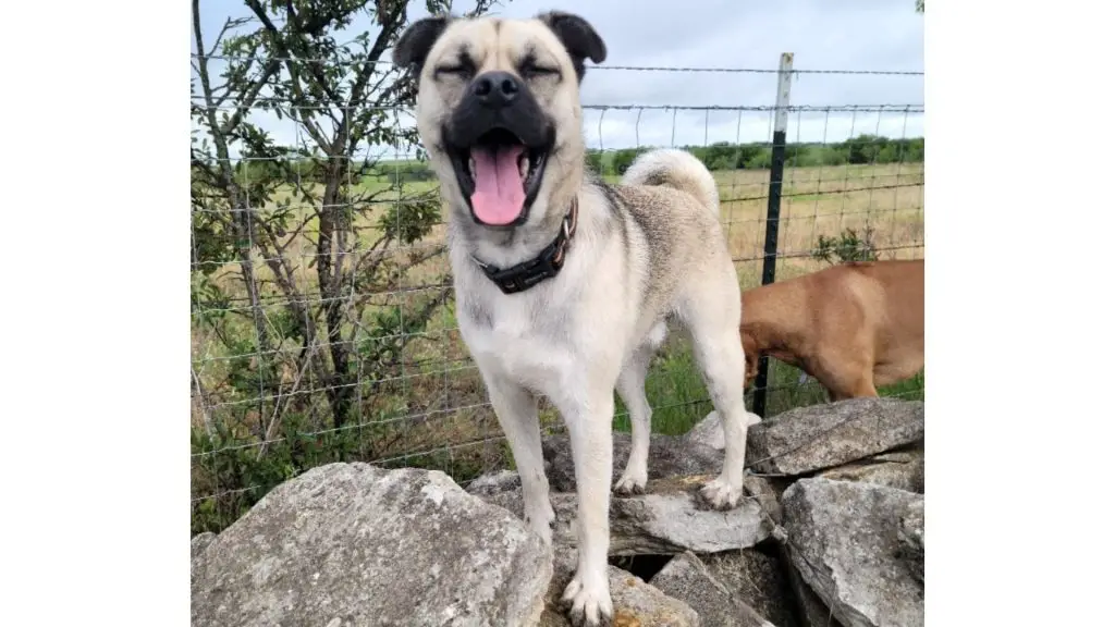 Husky Pug Mix puppy on rock