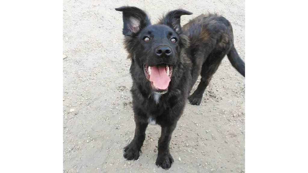 brindle Cane Corso German Shepherd Mix