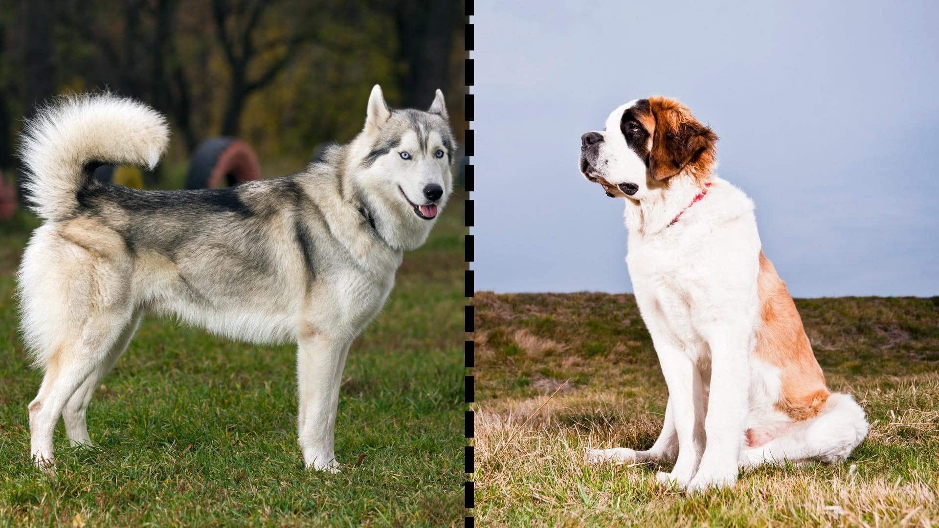 Husky Mix With St Bernard