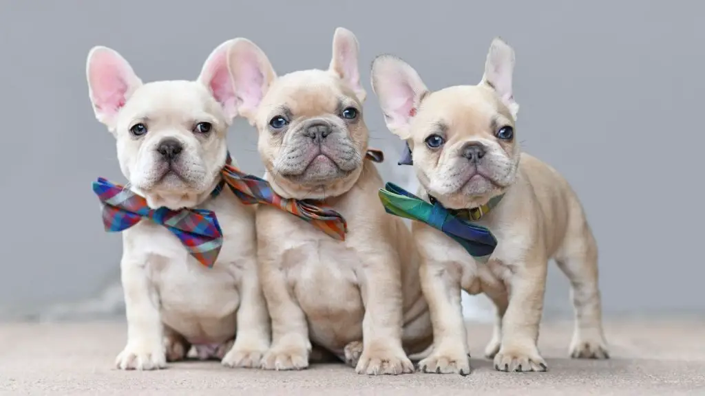 Blue Eyed French Bulldogs