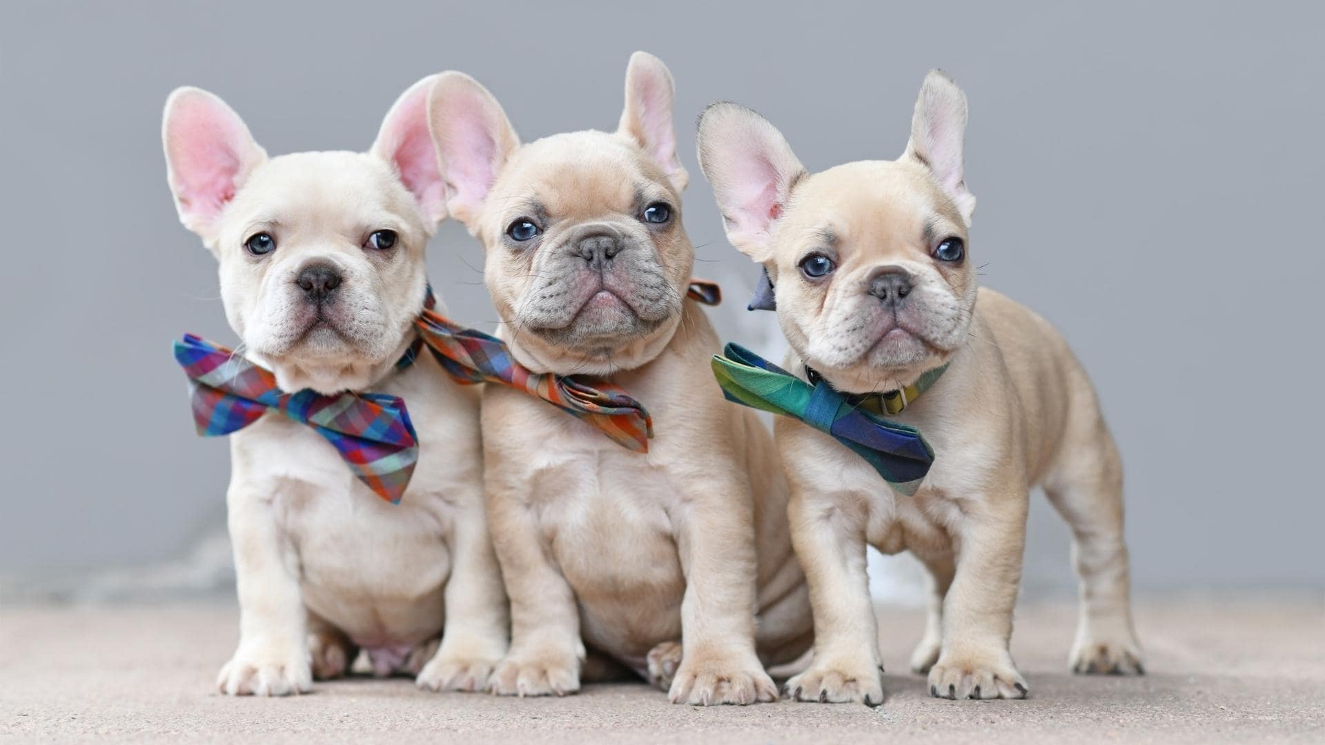 The Blue Eyed French Bulldog: 9 Things You Need To Know