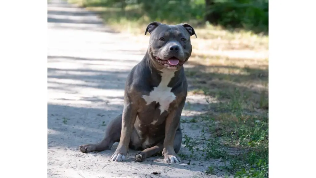 dog on trail