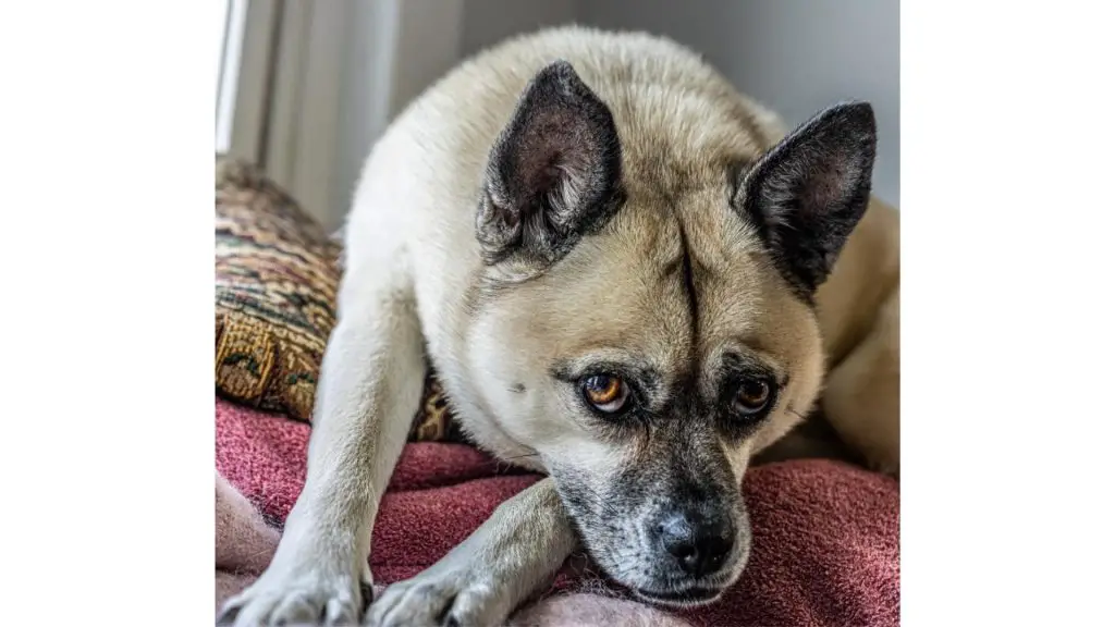 pugski on pillow