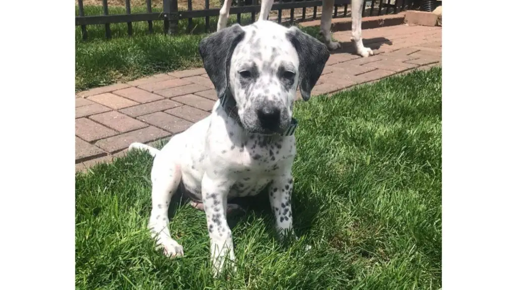 Dalmatian Pitbull Mix puppy