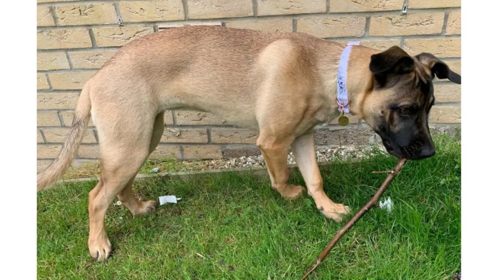 Cane Corso German Shepherd Mix puppy outside