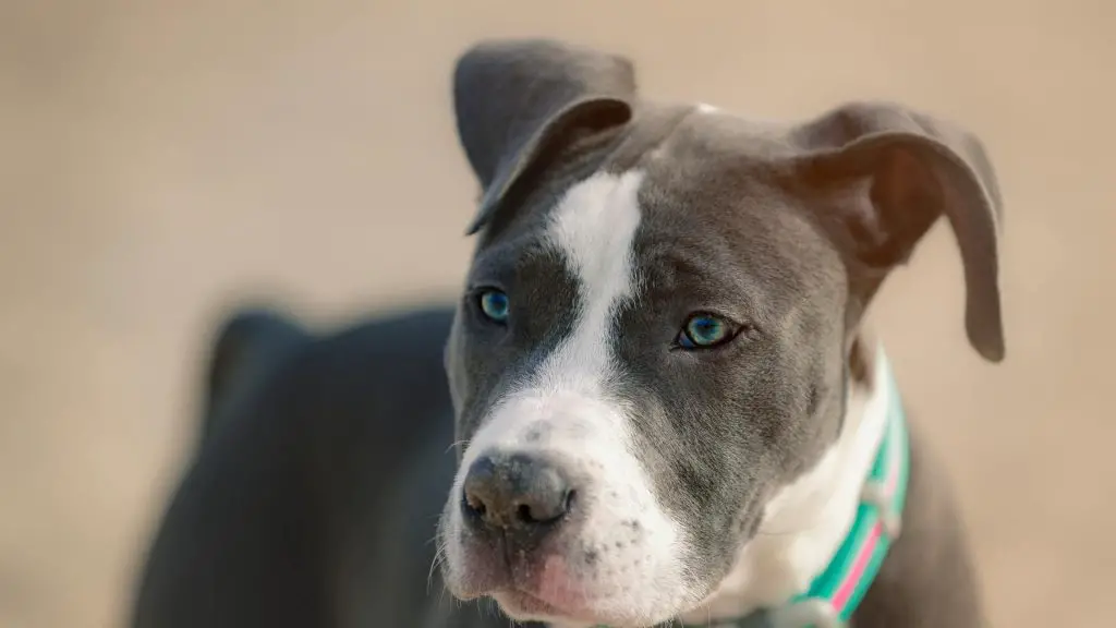 blue eyed pitbull