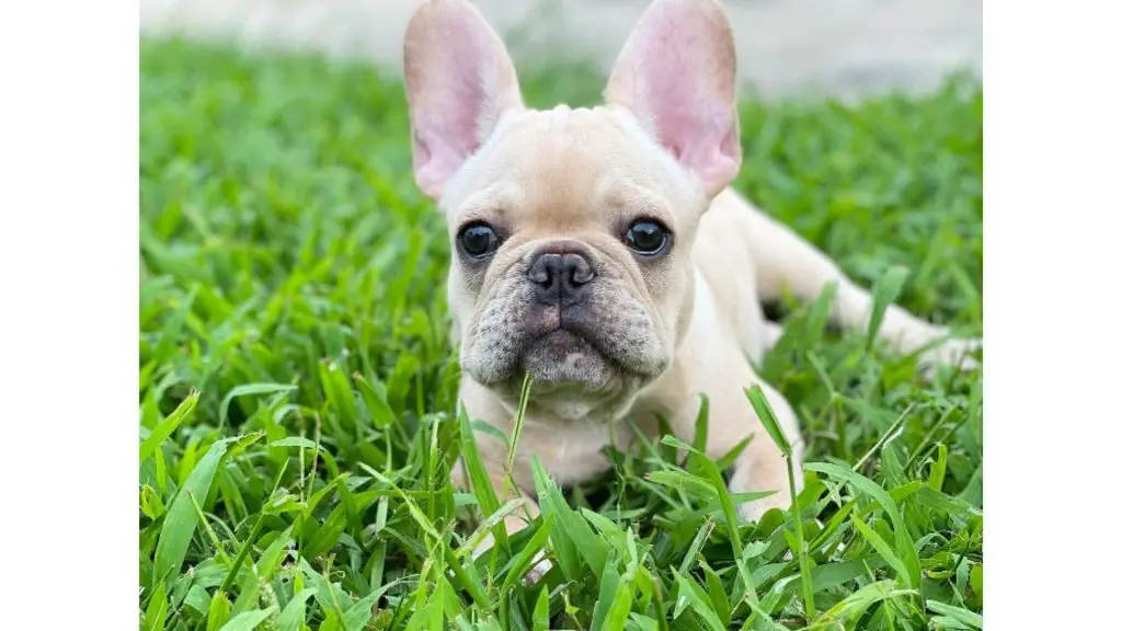 cream frenchie in grass