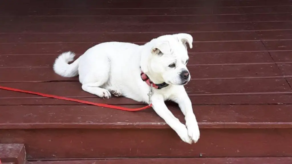 Husky Pug Mix puppy on deck