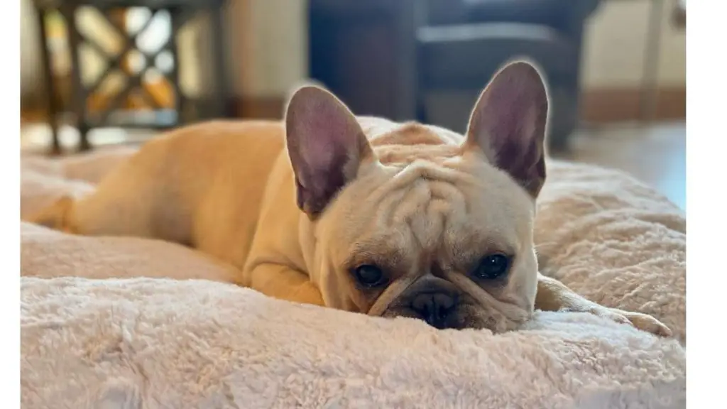 frenchie in pillow bed