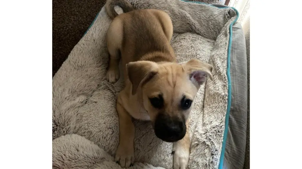 Husky Pug Mix puppy