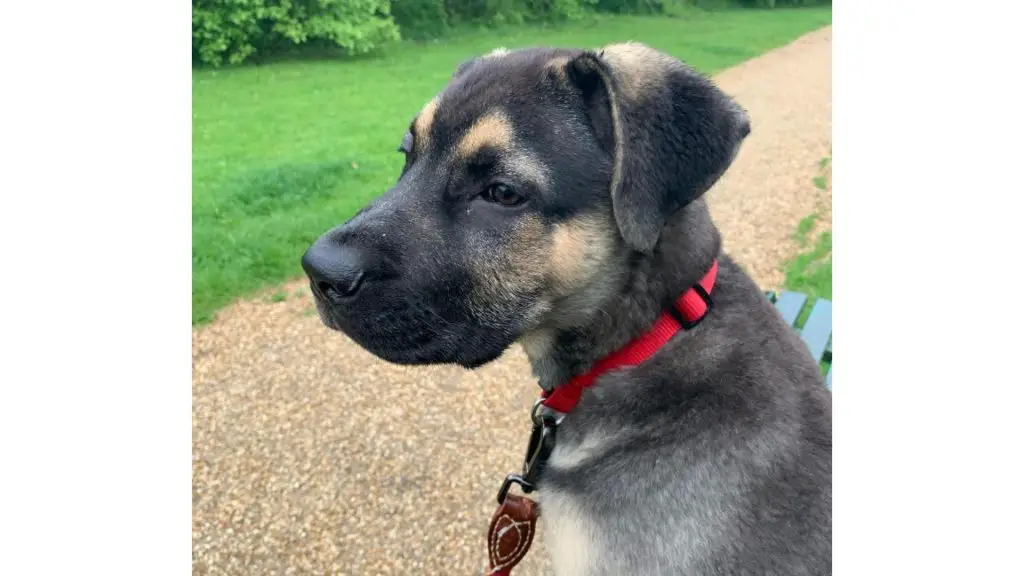 Cane Corso German Shepherd Mix puppy