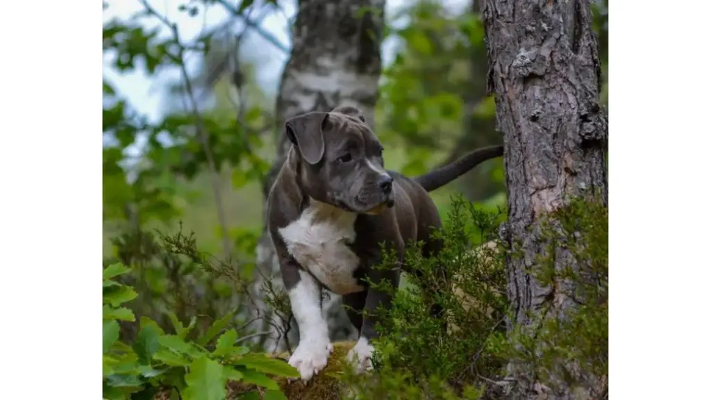 Blue American Bully in forest
