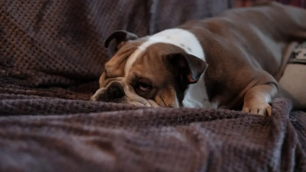 bulldog sleeping