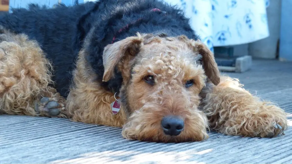 Airedale Terrier