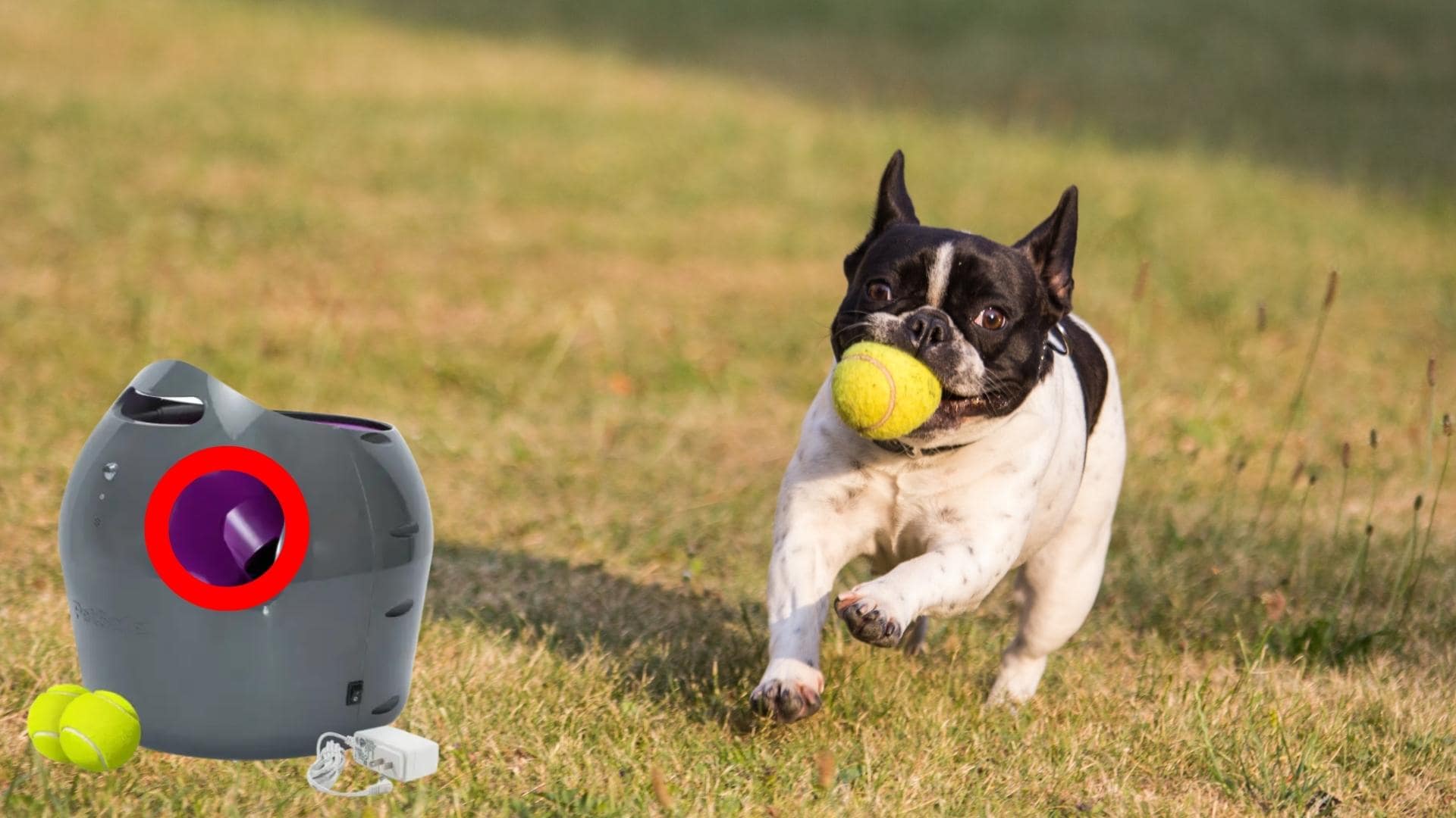 Are Ball Launchers Bad For Dogs? (Fully Explained!)