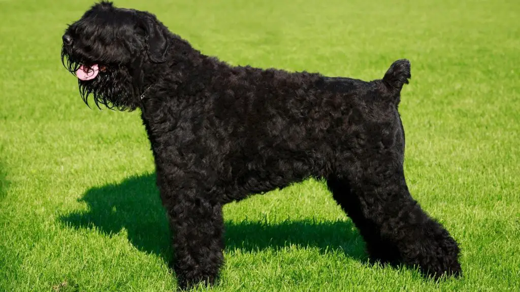 Black Russian Terrier