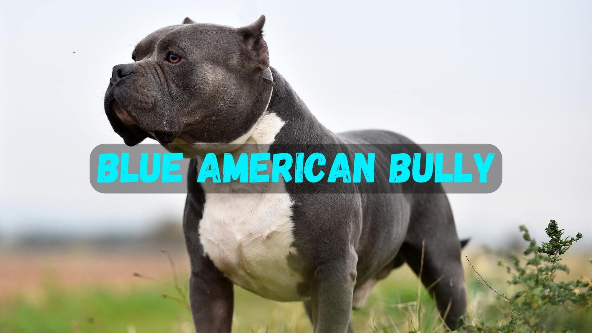 Blue American Bully: FAQs, Pictures, Cost, Care Guide & More!