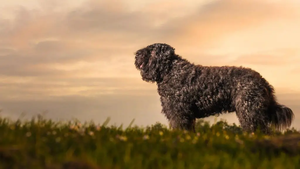 Bouvier Des Flandres